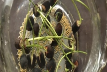 蓮子怎么種植，浸泡催芽、經過消毒后再播種